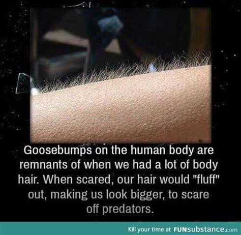 Why We Get Goosebumps Funsubstance Unbelievable Facts