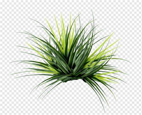 Flower, tropical plant, grass, ветка, ветка пальмы png | PNGWing