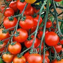 Plants de Tomate cerise Miel du Mexique Plant Pépinière Pan Bretagne