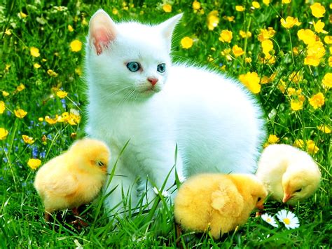 150+ Kittens wallpapers HD | Download Free backgrounds