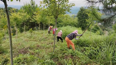 安远县林业局组织民工对百种树种园进行夏季抚育工作 Isenlincn