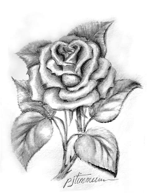 Pencil Drawing Of A Single Rose
