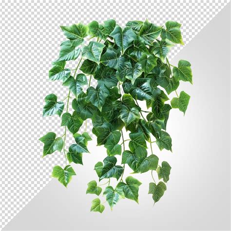 Premium Psd Ivy Plant Isolated Png