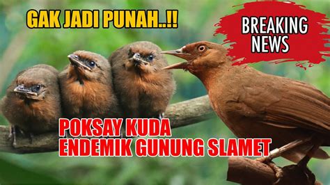 Pertama Di Dunia Burung Endemik Jawa Paling Langka Berhasil Di