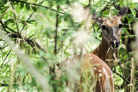 Cerf Faon Ruminant Photo Gratuite Sur Pixabay Pixabay