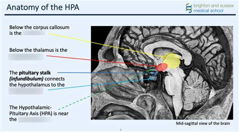 T L Introduction To The Hypothalamic Pituitary Axis Diagram Quizlet