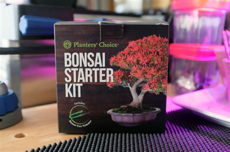 Planters Choice Bonsai Starter Kit Firstlook Rainydaymagazine