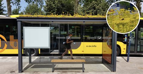 Dutch City Transforms Bus Stops Into Bee Stops - EcoWatch