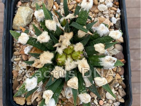 Ariocarpus Agavoides Tula Tam Mexico Cactus Dna