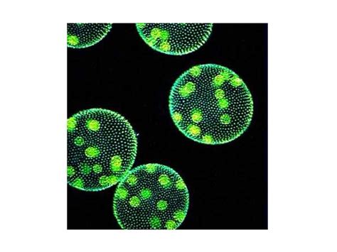 Volvox Aureus Microscope Clip Art Library