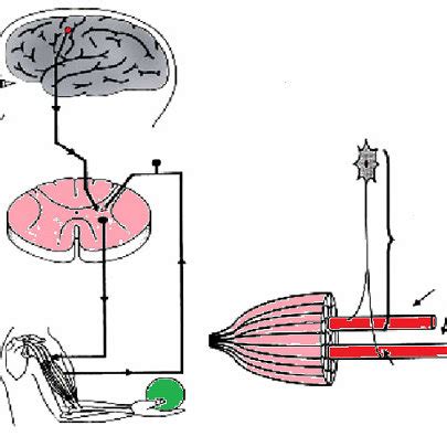 schematic representation  basic motor control mechanisms
