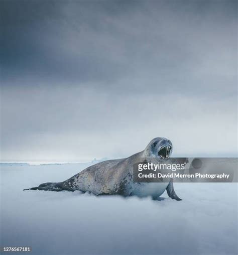 Crabeater Seal Teeth Photos and Premium High Res Pictures - Getty Images