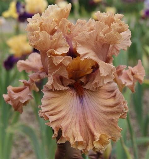 Photo Of The Bloom Of Border Bearded Iris Iris Dragon Kiss Artofit