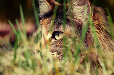 Fondos de pantalla gato Animales naturaleza césped fauna