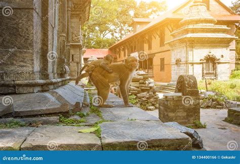 Monkeys in Pashupatinath Temple Stock Photo - Image of bagmati, building: 134400166