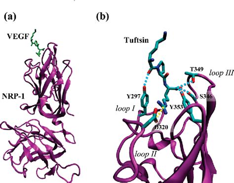 Table From Binding Of A C End Rule Peptide To The Neuropilin