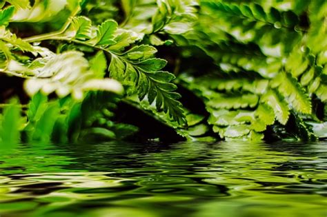 Folhas De Plantas Tropicais E Gua No Jardim Como Fundo Nico