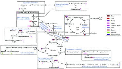 Schematic Diagram Of Related Metabolic Pathways Affected By Vcm In