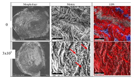 Microencapsulated Hat Mscs Morphology And Matrix With Semeds The Download Scientific Diagram