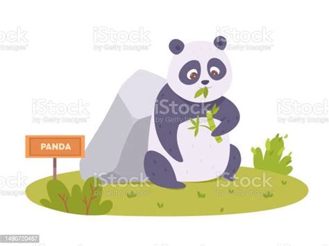 Panda Lucu Makan Daun Bambu Di Halaman Kebun Binatang Bayi Beruang ...