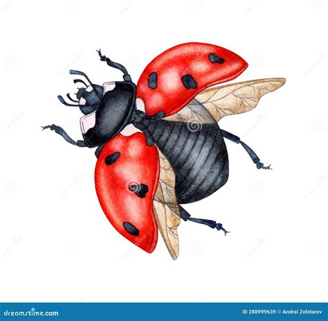 Red Ladybug Spreads Its Wings Watercolor Stock Illustration Illustration Of Lady Biology