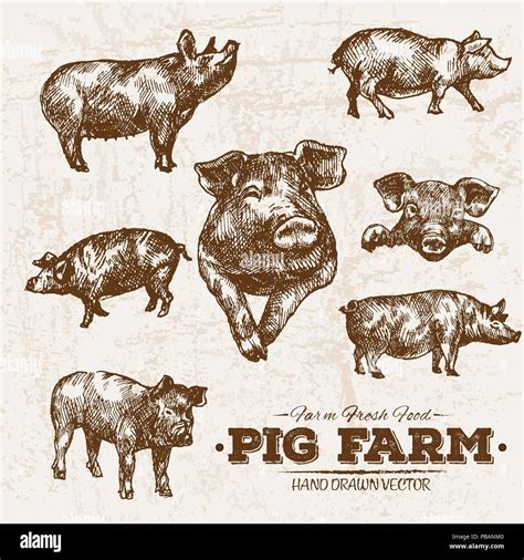 Hand Drawn Sketch Pork And Pig Meat Products Set Farm Fresh Food