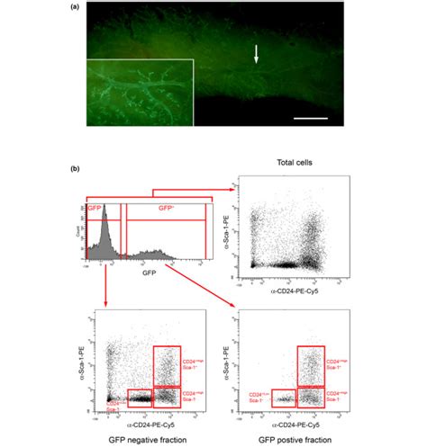 Isolation Of Total Epithelial Cell Populations From Mammary Epithelium