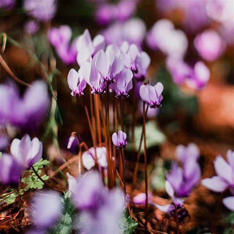 Hardy Cyclamen | Akron Zoo
