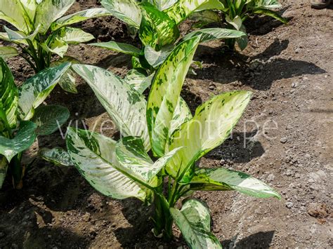 Dieffen Blanco Dieffenbachia Bausei Vivero Kantu En Lima Venta De