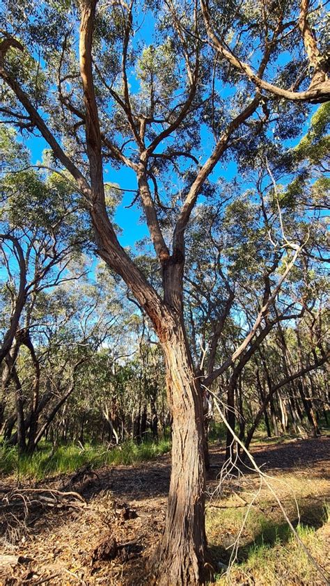 Brown Stringybark From St Ives Chase Nsw Australia On April