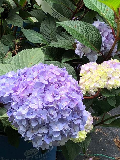 Hydrangea