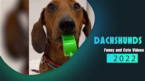 Cute Fun Compilation Video About Dachshunds Wienerdogs Youtube