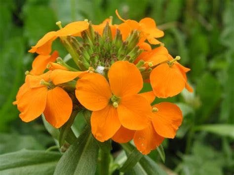 Siberian Wallflower Erysimum Marshallii Growing Guides