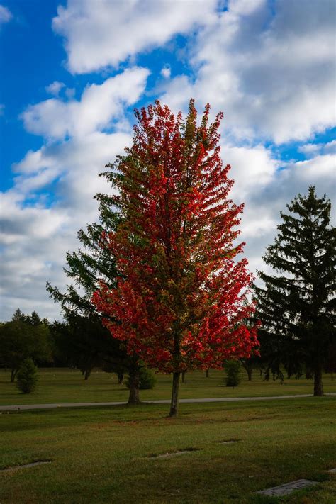 Early fall color in Michigan : r/pics