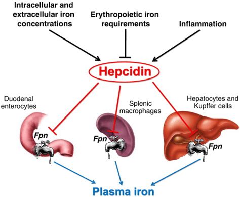 Iron Overload/Hemochromatosis - Campbell Foundational Health