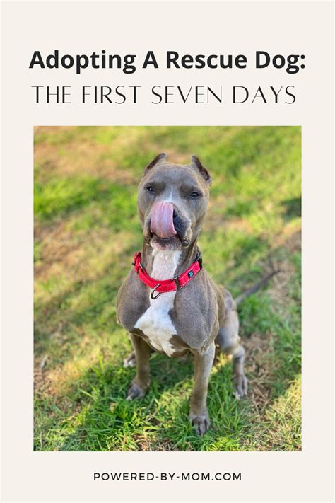 Adopting A Rescue Dog The First Seven Days Dog Adoption Shelter