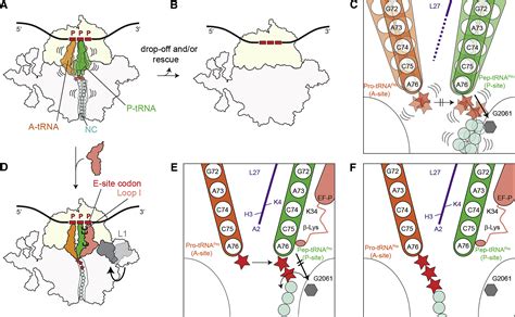 Structural Basis For Polyproline Mediated Ribosome Stalling And Rescue By The Translation