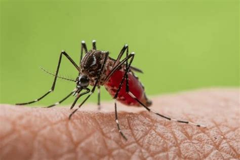 Perilaku Dengue Berubah Angka Kematian Dbd Di Bangladesh Melonjak