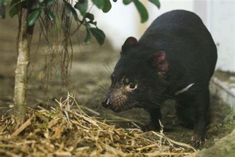 Tasmanian Devils At Toledo Zoo The Blade