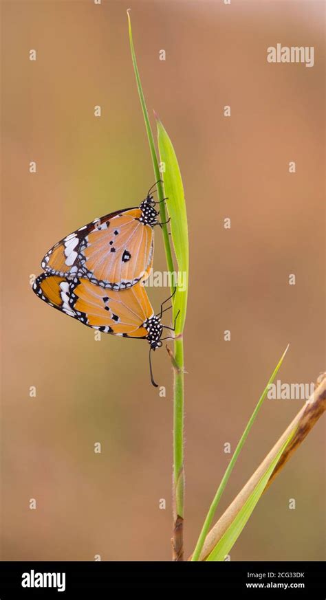 Two Plain Tiger Danaus Chrysippus AKA African Monarch Butterfly