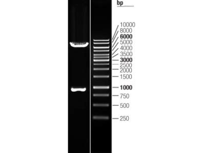 Ubxn B Nm Human Tagged Orf Clone From Origene Technologies