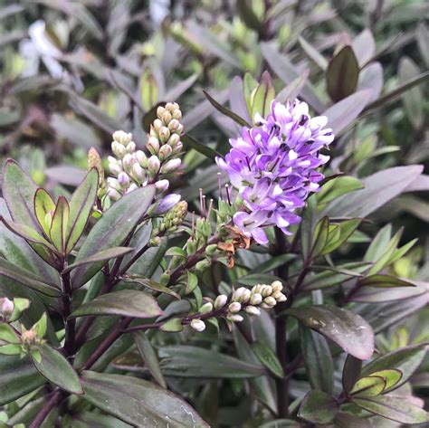 Hebe Plant Not Flowering at Jerome Weeks blog