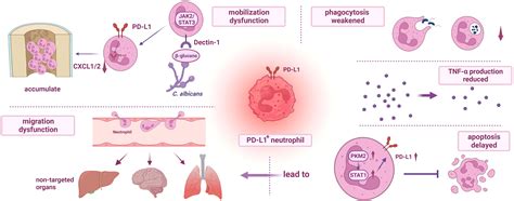 Frontiers The Implication Of Targeting Pd Pd L Pathway In Treating