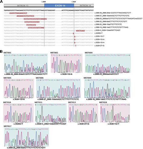 Met Exon Skipping Mutations In Lung Adenocarcinoma