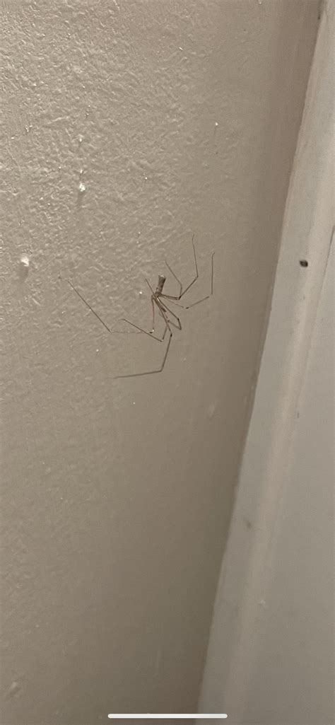 Can Someone Help Me Id This Spider Rspiders