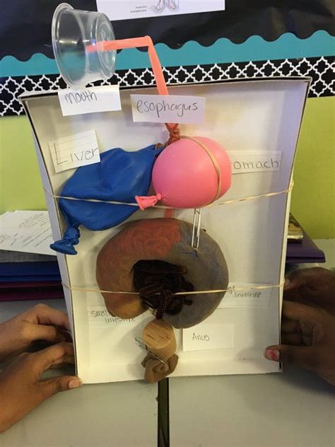 Digestive System Science Project