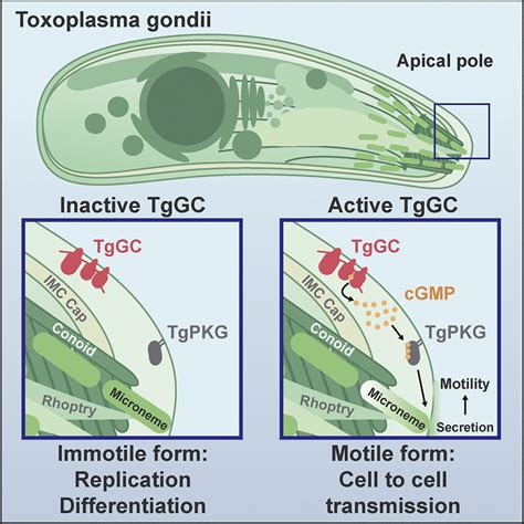 Essential Cgmp Signaling In Toxoplasma Is Initiated By A Hybrid P Type