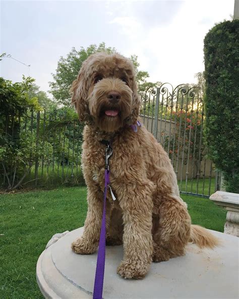 Pin On Labradoodles And Goldendoodles