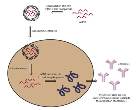 MRNA 1273 Vaccine Patent Landscape For NIH Moderna Vaccine Public