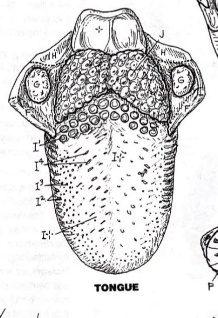 Tongue Diagram Quizlet